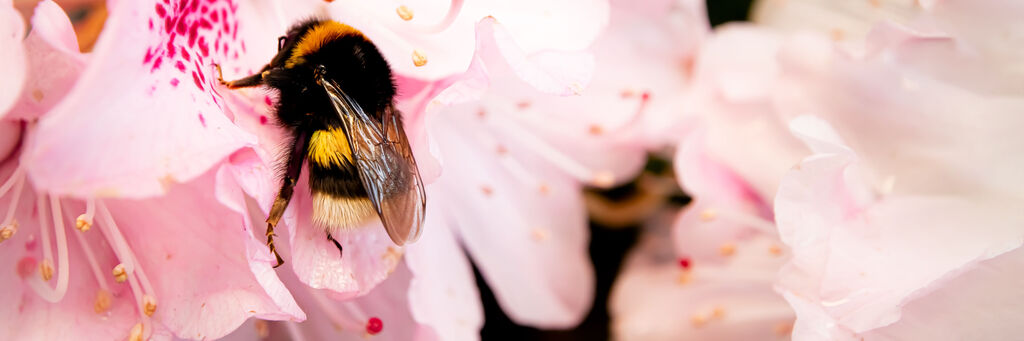 Hummeln sammeln Nektar auf rosa Blumen und verbreiten Freude durch Bestäubung