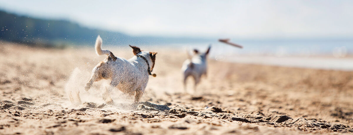 Zwei fröhliche Hunde laufen am Strand und spielen im Sand