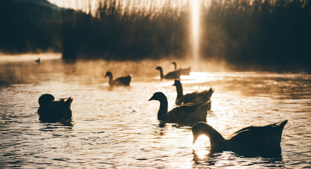 Eine Gruppe von Enten schwimmt friedlich auf einem mystisch-nebligen Wasserweg, umgeben von sanften Lichtstrahlen, die durch die Bäume scheinen.