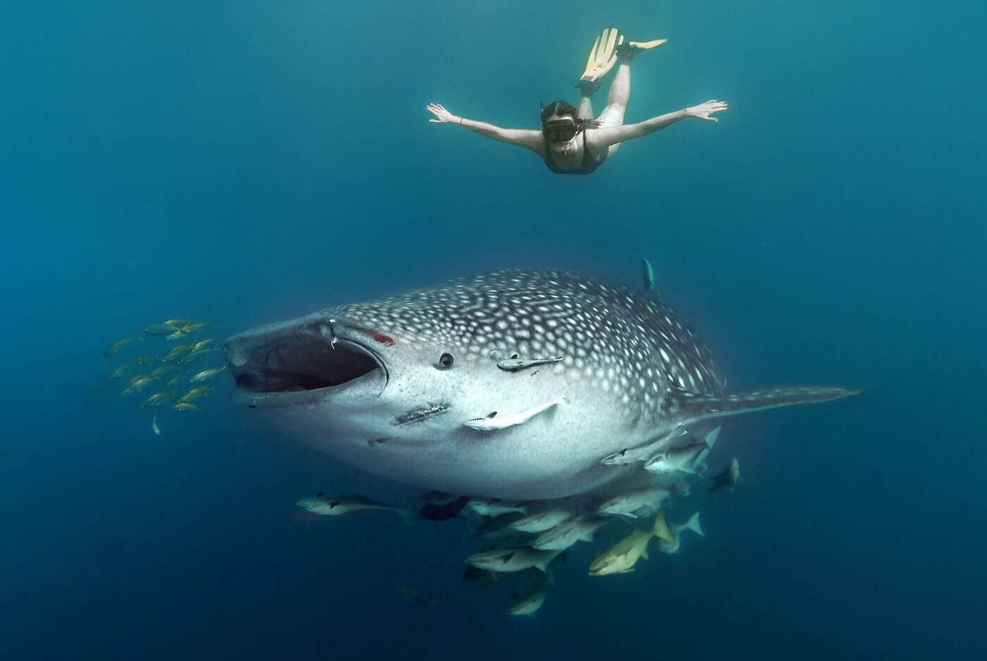 Ein Schwimmer taucht mit einem Walhai in kristallklarem Wasser