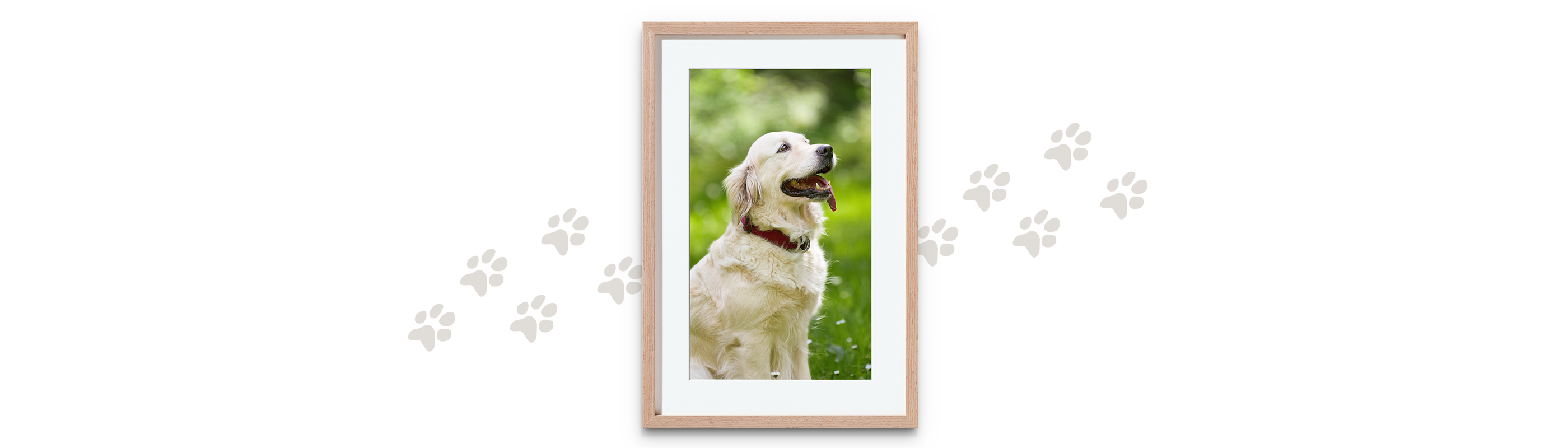 CEWE Poster im Rahmen mit Porträt eines Retrievers im Rahmen.