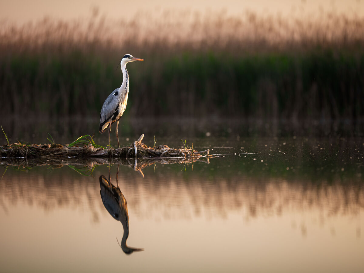 Ein Vogel steht am Ufer, seine Spiegelung ist im Wasser klar sichtbar.