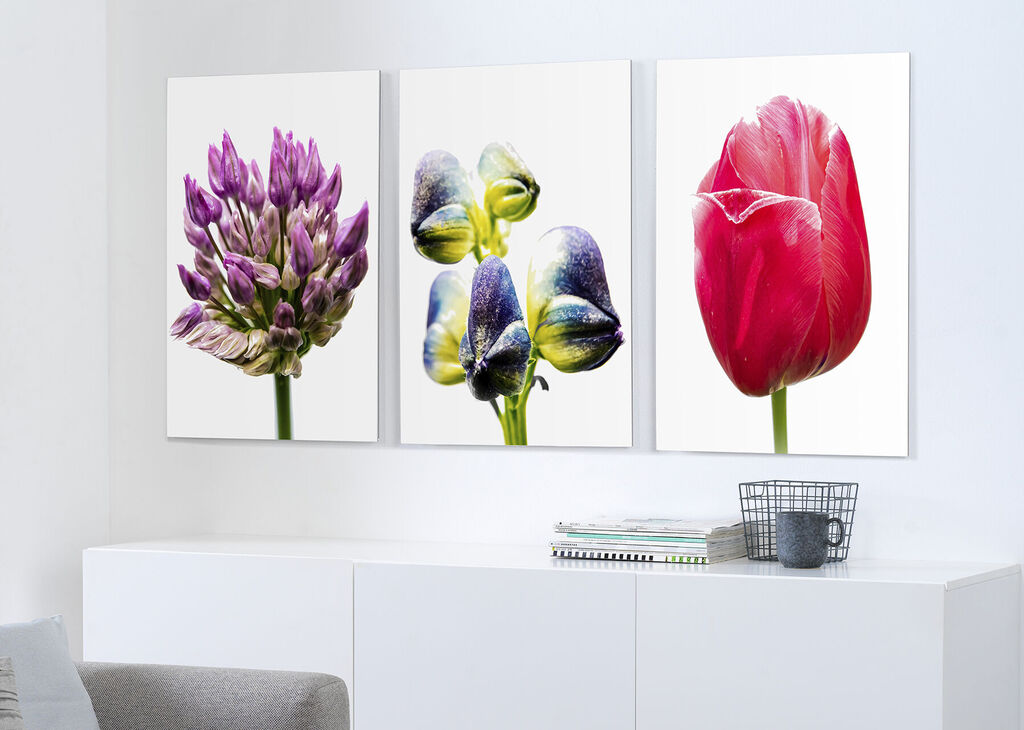 Drei wunderschöne Blumengemälde schmücken eine helle Wand. Ein lila Blumenkopf, eine gelbe Knospe und eine rote Tulpe sind abgebildet