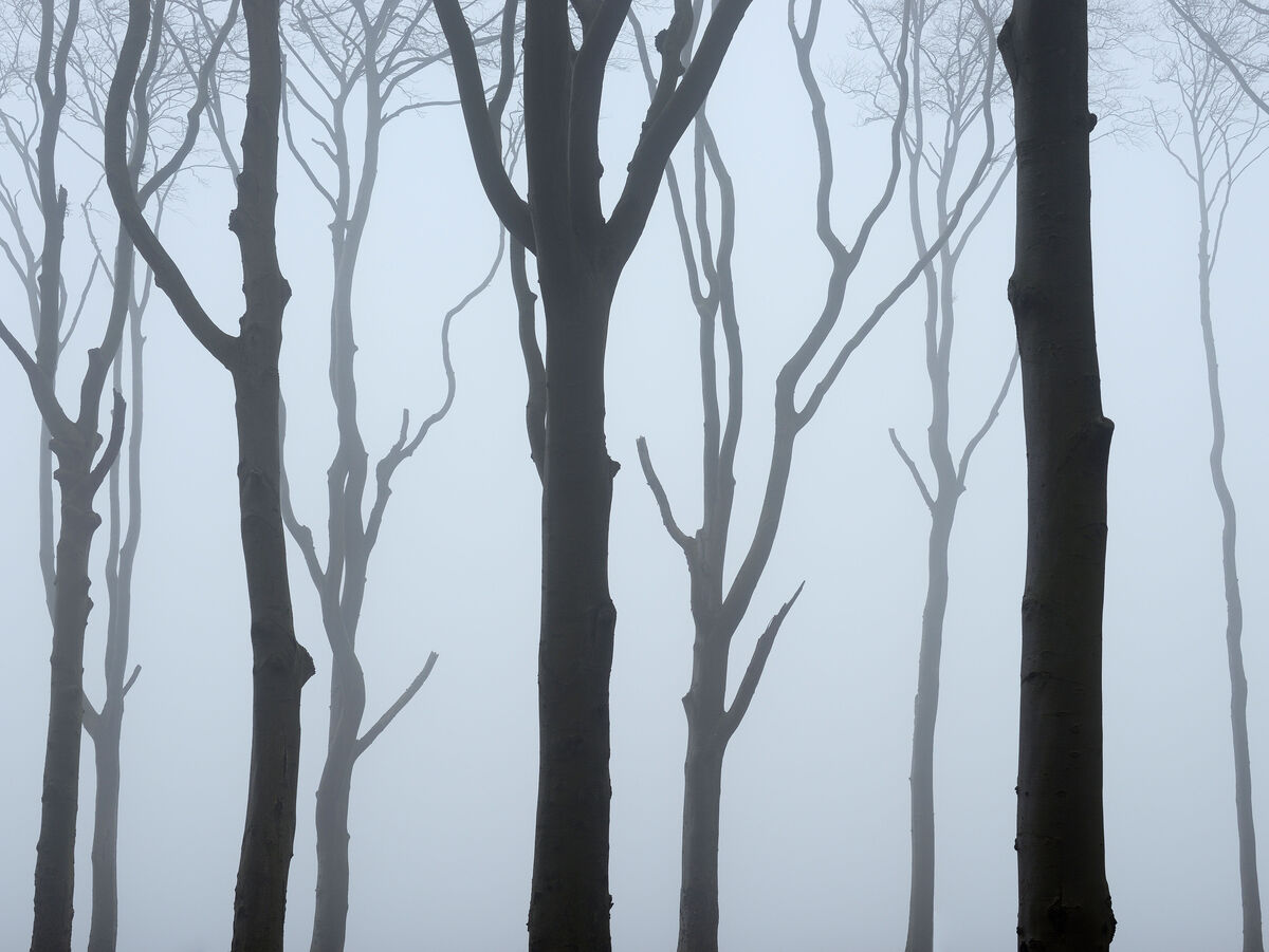 Nebelverhangener Wald mit kahlen Bäumen, deren Stämme als dunkle Linien im weißen Dunst sichtbar bleiben